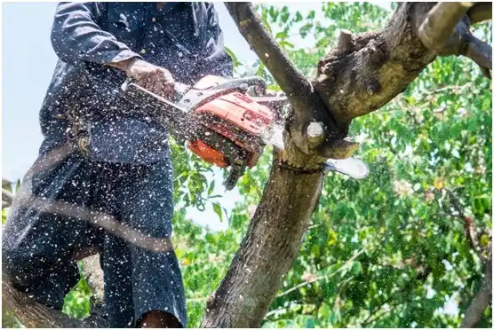 tree services Websterville